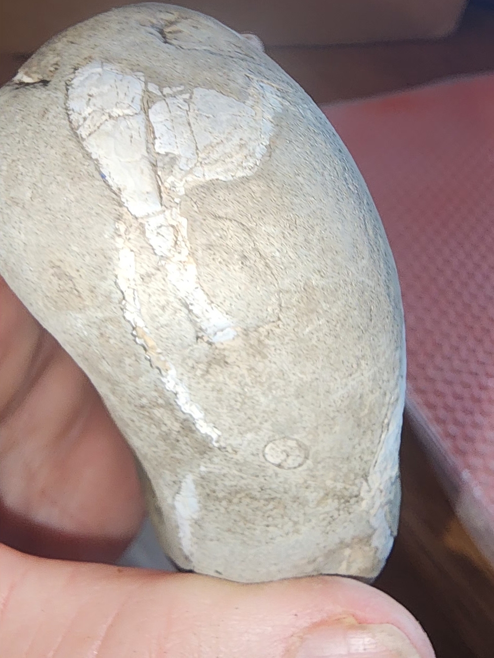 Hag Stone With Fossilized Shells In It - Picture 5 of 6